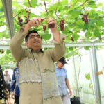 Ekowisata Buah Anggur di Tembeling, Pengunjung Dapat Edukasi Sekaligus Mencicipi