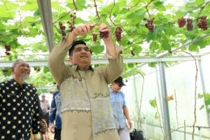 Ekowisata Buah Anggur di Tembeling, Pengunjung Dapat Edukasi Sekaligus Mencicipi