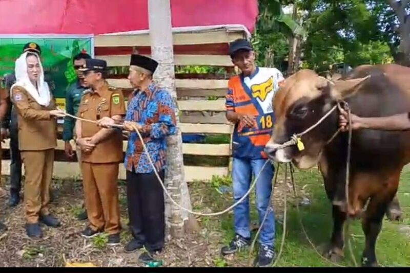 Penyerahan sapi kurban oleh Bupati Cen Sui Lan kepada warga